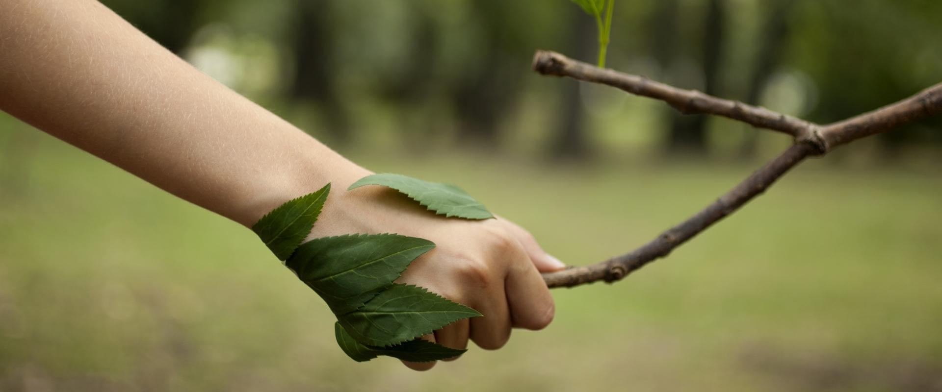 Mano con foglie che afferra un ramo in un ambiente naturale.